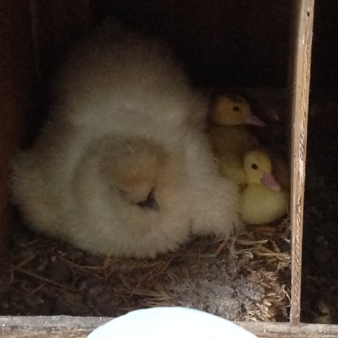 Name:  IMG_0366_zpsoqh6xgs1.jpg
Views: 407
Size:  80.1 KB