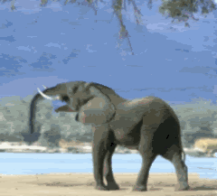 Name:  elephantexplodes.gif
Views: 343
Size:  267.4 KB
