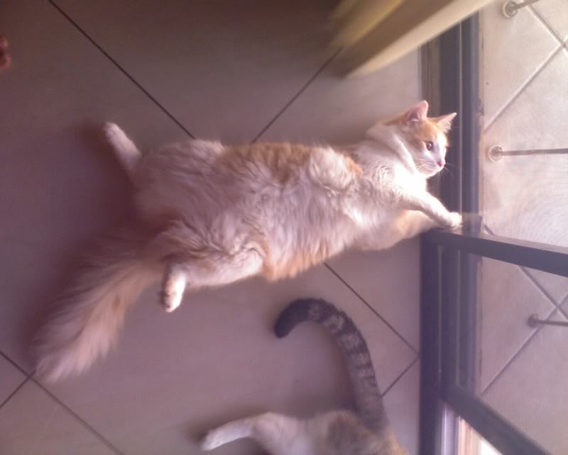 Name:  Photo_05-1.jpg
Views: 107
Size:  44.1 KB