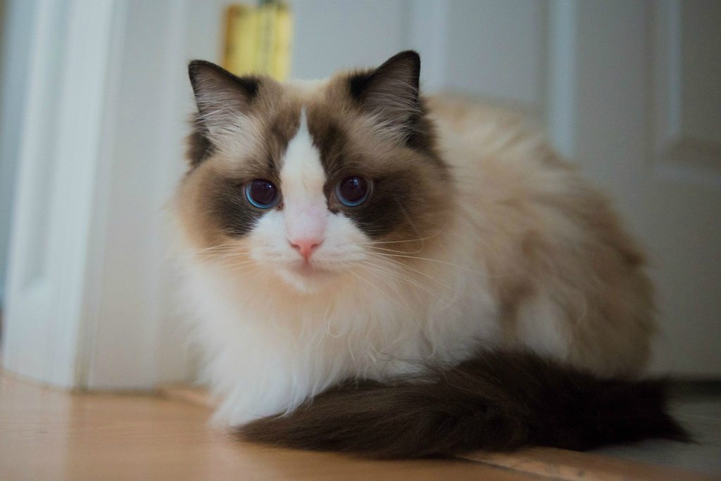 Name:  WtTA4ndh.jpg
Views: 43
Size:  61.8 KB