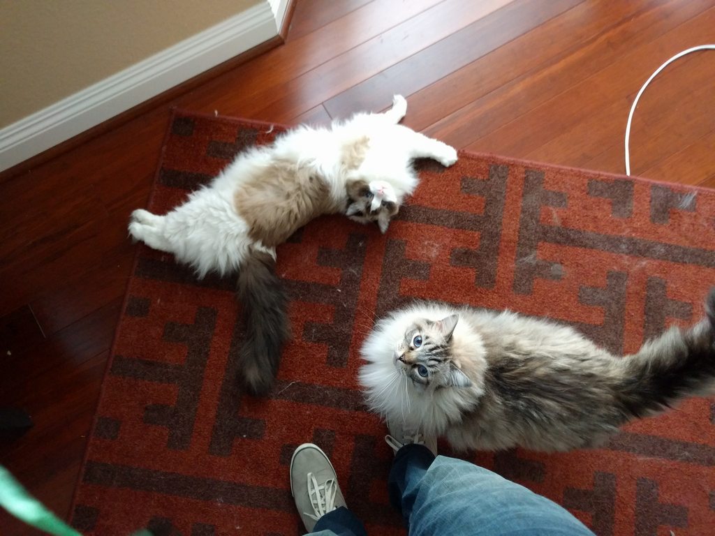 Name:  dXZtjboh.jpg
Views: 43
Size:  127.4 KB