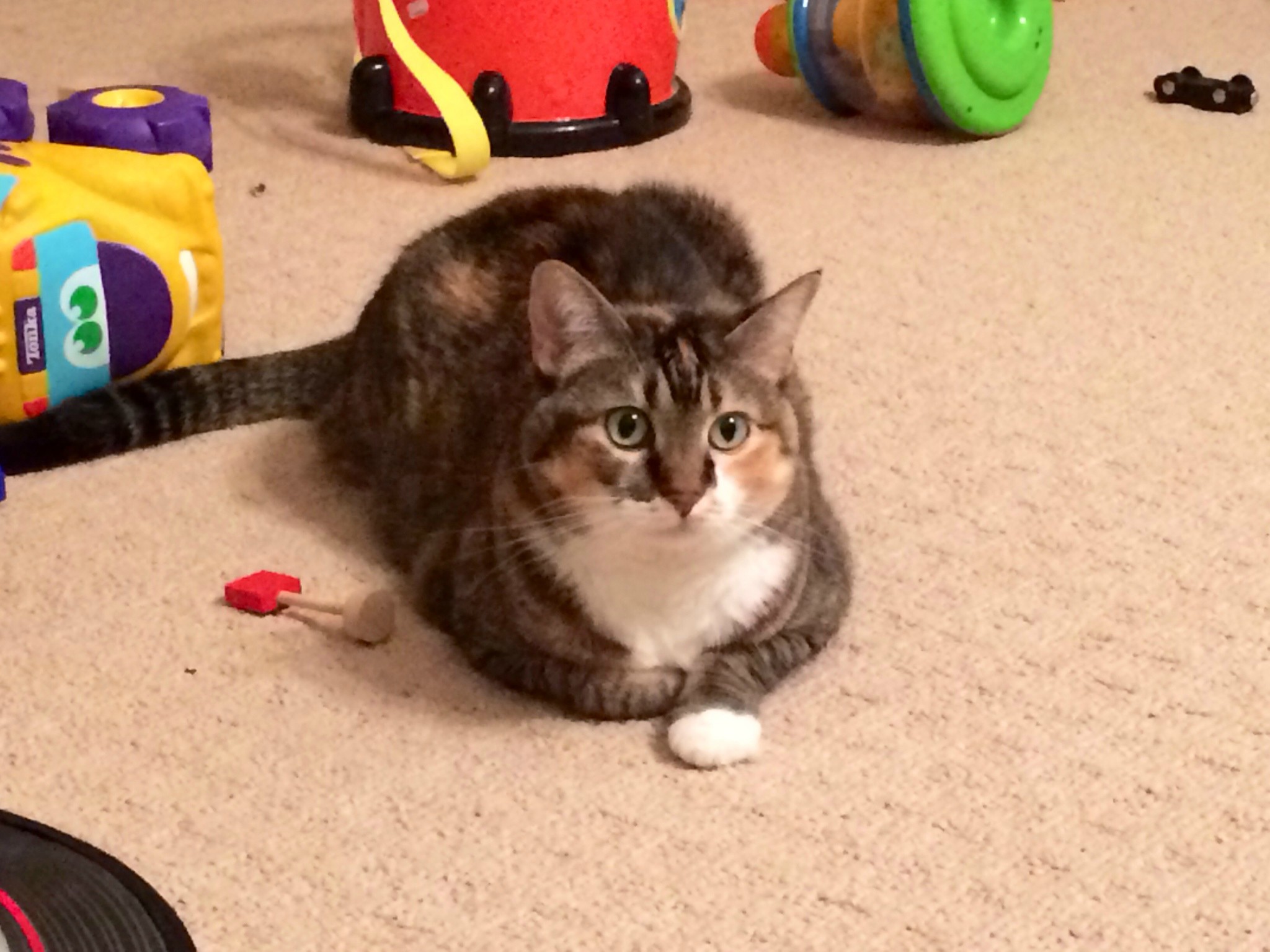 Name:  bXDwkWh.jpg
Views: 36
Size:  379.1 KB