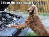 I have no idea what I'm doing!-funny-dog-pictures-i-have-no-idea-what-im-doing.jpg