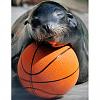 H3AVY to H3AVYER to...H3AV1EST P1G-seal-basketball_1480923i.jpg
