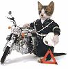 The warrior police cat is out of control.-police-cat.jpg