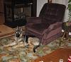 3 dogs murdered...-mishu-c.jpg