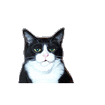 Name:  racist.gif
Views: 69
Size:  34.3 KB