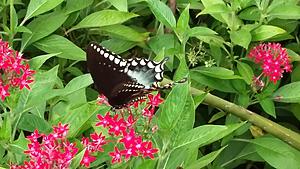 Generation Wuss and related crap-20190817_093355.jpg