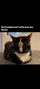 The Current Events, News, and Politics Thread-screenshot_20250912_103740_gallery.jpg