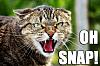 Wow! Thanks, Obamacare!-snap_angry_cat.jpg