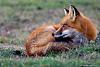 A FOX Lies!-fox-red-817853.jpg