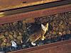 Two kittens that stopped NYC subway service rescued-a8fa9c4a1b4ce51d3b0f6a7067008754.jpg