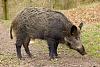 Quieting down 3&quot; exhaust. Suggestions?-wild-boar-festival.jpeg