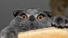 ever seen this manifold???-scottish-fold-cat-2560x1440.jpg