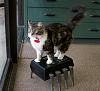 Help! Car died. Fuel pump not priming. SOLVED: Main Relay-zener-cat.jpg