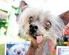 Anyone have any brake questions?-chinese-crested-hairless-dog-large-msg-137969605281.jpg