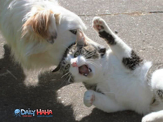 Name:  dog_eating_cat.jpg
Views: 204
Size:  41.8 KB