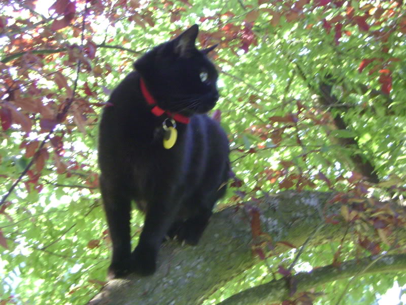 Name:  DSC01443.jpg
Views: 167
Size:  140.8 KB