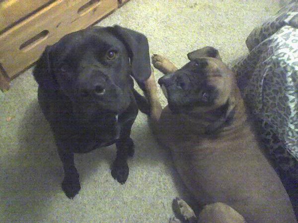 Name:  bastards.jpg
Views: 65
Size:  41.4 KB