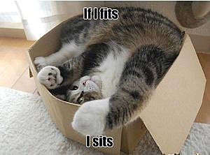 Better miata hardtop sercurity?-cat-humor-if-i-fits-i-sits-6.jpg
