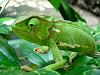 Frog eyes HID conversion.-chameleon.jpg