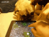 The AI-generated cat pictures thread-tumblr_mzs20dufn41r3gb3zo1_400.gif