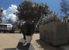 The AI-generated cat pictures thread-coolcat_4733a6_4983448.gif