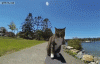 The AI-generated cat pictures thread-238342.gif