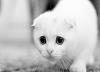 The AI-generated cat pictures thread-769887-bigthumbnail.jpg