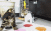 The AI-generated cat pictures thread-n1nqlhj.gif