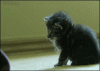 The AI-generated cat pictures thread-vutshyj.gif