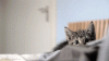 The AI-generated cat pictures thread-46oo6qf.gif