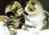 The AI-generated cat pictures thread-y9dpkyc.gif