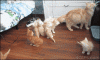 The AI-generated cat pictures thread-babies.-cute-day_b0ed47_5000561.gif