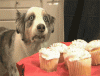 The AI-generated cat pictures thread-107c.gif