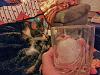 The kitten &amp; cat thread-20140210_212614.jpg