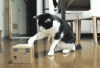The AI-generated cat pictures thread-tumblr_mr28vzq9qk1rbs1f8o1_400.gif