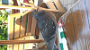 The AI-generated cat pictures thread-forumrunner_20140313_162922.png