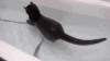The AI-generated cat pictures thread-sgfbapj.gif