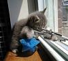 The AI-generated cat pictures thread-kitten-gun.jpg