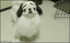 The AI-generated cat pictures thread-anigif_enhanced-buzz-3799-1355608849-1.gif