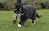 The AI-generated cat pictures thread-303.gif