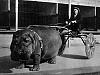 The AI-generated cat pictures thread-08-circus-hippo-pulling-cart-1924.jpg