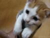 The AI-generated cat pictures thread-pringles_048314_5100007.gif