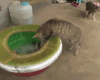 The AI-generated cat pictures thread-gnihihi.-i-know-exactly-where-going_b419bd_5040474.gif