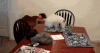 The AI-generated cat pictures thread-daily-life-cat.-could-you-imagine-if-this_cc148f_4869366.gif