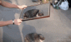 The AI-generated cat pictures thread-framed_a70eaa_4499987.gif