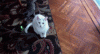 The AI-generated cat pictures thread-they-re-learning....-i-one-welcome-our-new-cat-overlords.-not_c3f238_4648092.gif