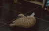The AI-generated cat pictures thread-cat-just-cant-handle-potato.-found-tumblr-bot_754ad2_4573264.gif
