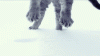 The AI-generated cat pictures thread-throw-cat.-snow_5e9532_4531302.gif